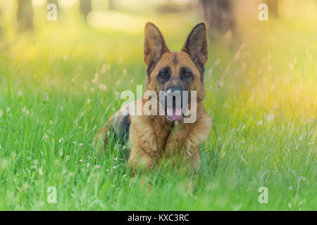 Berger allemand pur portant sur l'herbe Banque D'Images