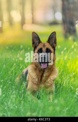 Berger allemand pur portant sur l'herbe Banque D'Images