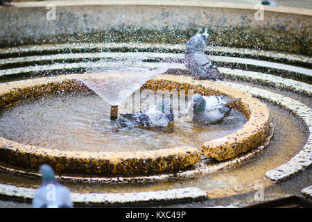 Les pigeons se baigner dans la fontaine de l'eau circulaire dans la victoire, Victoria, Place Victoriei à Timisoara, Roumanie Banque D'Images