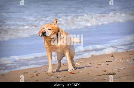 Funny chien mouillé secouer l'eau sur la plage. Arrière-plan de la mousse sur les vagues de la mer Banque D'Images