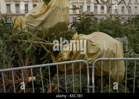 Les arbres de Noël recueillis afin d'être recyclés, Lyon, France Banque D'Images