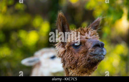 ALPACA (Vicugna pacos). Les espèces domestiquées de camélidés sud-américains Banque D'Images