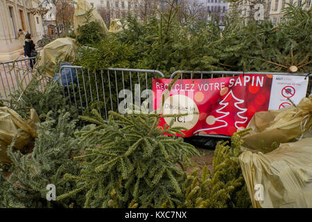 Les arbres de Noël recueillis afin d'être recyclés, Lyon, France Banque D'Images