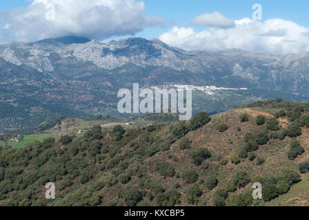 Le parc naturel de la Sierra de las Nieves est situé dans les collines en Andalousie dans le sud de l'Espagne Banque D'Images