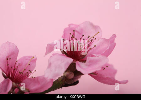 Arrière-plan, la beauté, le calme concept. close up of oriental cerisiers qui sont en fleurs au printemps, ils ont adorables pétales légers et beaucoup de lon Banque D'Images