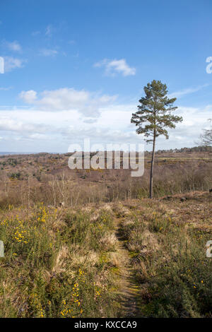 Vue sur les Devils Punchbowl et Hindhead, commun à la route de l'ancienne A3, Surrey, UK Banque D'Images