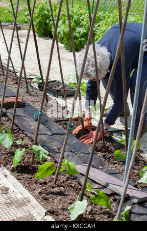 Les jeunes plantes sont-haricot planté avec canne de bambou prend en charge Banque D'Images