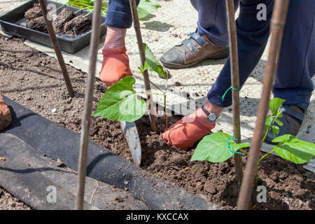 Les jeunes plantes sont-haricot planté avec canne de bambou prend en charge Banque D'Images