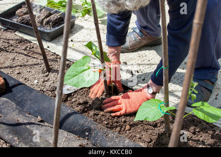 Les jeunes plantes sont-haricot planté avec canne de bambou prend en charge Banque D'Images