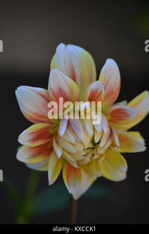 Dahlia Splash Banque D'Images