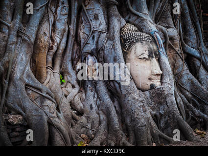 Ancienne tête de Bouddha en envahi par les racines des arbres à Ayutthaya, ancien Temple en Thailande Banque D'Images