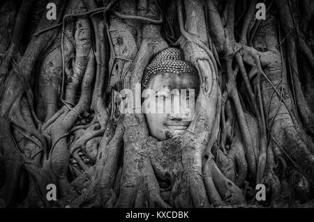 Ancienne tête de Bouddha en envahi par les racines des arbres à Ayutthaya, ancien Temple en Thailande Banque D'Images