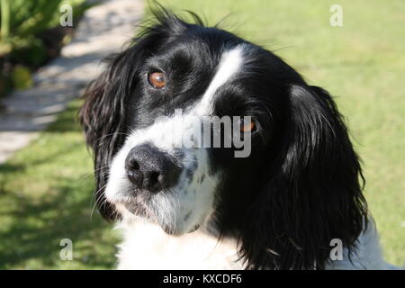 Faldo le Springer Spaniel Banque D'Images