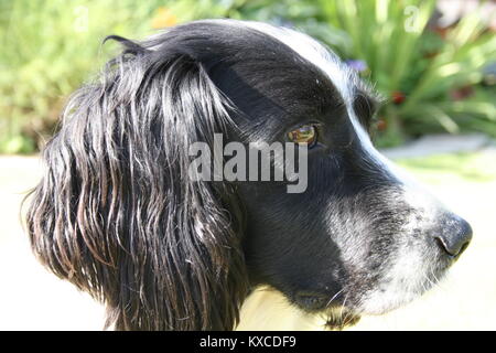 Faldo le Springer Spaniel Banque D'Images