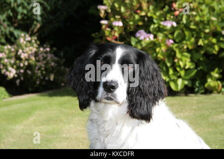 Faldo le Springer Spaniel Banque D'Images