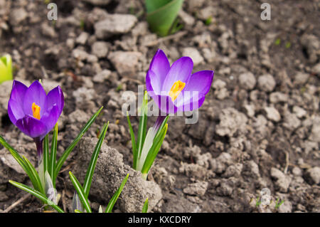 Primevères délicates fleurs candides, purple crocus gros plan sur l'arrière-plan flou de sol Banque D'Images