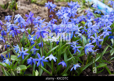 Franchise fleurs délicates de Scilla Difolia Gros plan sur la pelouse Banque D'Images