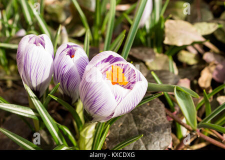 Primevères délicates fleurs candides, blanc avec purple crocus gros plan sur l'arrière-plan flou Banque D'Images