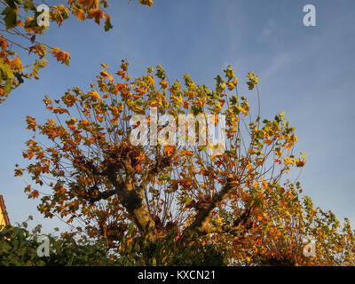 Une photographie de Platanus hispanica, communément appelé platane hybride londonien. Cette espèce est un croisement entre le sycomore américain et le plan oriental, largement plantée en milieu urbain pour sa résistance à la pollution et aux maladies. Banque D'Images