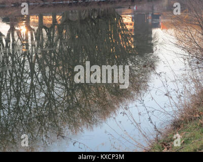 Une image du Platanus hispanica, communément appelé platane londonien, illustrant ses larges feuilles et sa texture d'écorce, souvent trouvées dans les parcs urbains et les paysages de rues pour l'amélioration de l'ombre et de la qualité de l'air. Banque D'Images