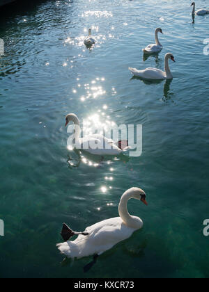 De cygnes dans le lac Léman Banque D'Images