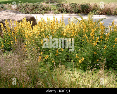 Ce titre fait référence à un document ou fichier, éventuellement lié au HTML ou au codage, plus précisément à la troisième partie d'une série. Il est probablement technique, traitant d'une version ou d'une mise à jour du code HTML utilisé dans le développement web. Banque D'Images