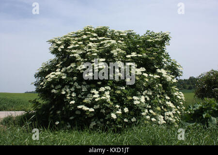 Entrée de référence “5.díl” (volume 5) en format HTML de album der Schlösser und Rittergüter im Königreiche Sachsen, indiquant un enregistrement numérique du catalogue sans détails d'illustration visibles. Banque D'Images