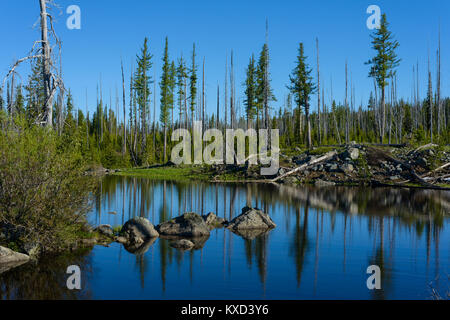 Vue panoramique des arbres par contre le lac Clear Sky Banque D'Images
