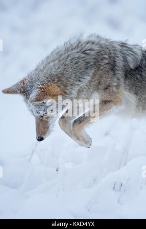 Un coyote (Canis latrans) se jette sur un campagnol dans la neige, en Amérique du Nord Banque D'Images