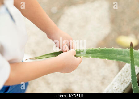 Photographie en couleur de l'enfant touchant une feuille d'aloe vera. Banque D'Images