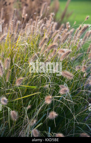 Pennisetum alopecuroides 'Cassian's Choice' Banque D'Images