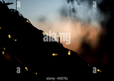 Arbre avec le coucher du soleil derrière Banque D'Images