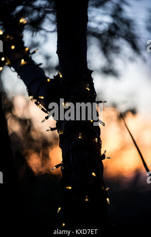 Arbre avec le coucher du soleil Banque D'Images