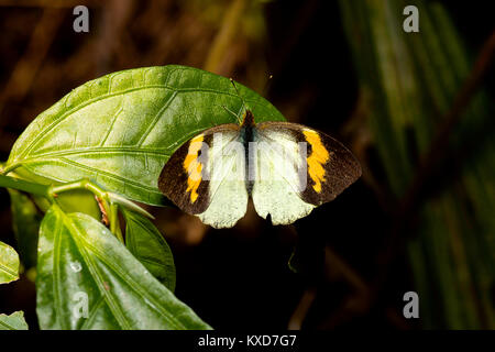 L'Himalaya de l'Est de l'orange-jaune-tip papillon, Ixias pyrene familiaris, Satakha, Nagaland, Inde Banque D'Images