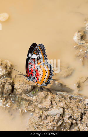 Leopard, papillon chrysope ciane, Satakha Cethosia ciane, Nagaland, Inde Banque D'Images