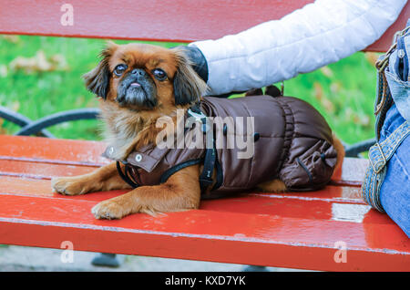 Un animal de compagnie, un chien de type Pinscher, brun, vêtu de vêtements imperméables marron, se trouve sur un banc rouge, à côté de l'hôtesse en jeans bleu Banque D'Images