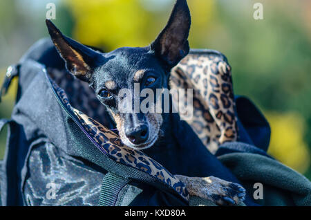 Un Petit Chien Noir Avec De Longues Oreilles Se Trouve Dans