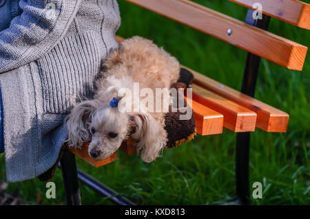 Un animal, un chien, un chien blanc, shaggy se trouve sur un banc de bois près de l'hôtesse dans un chandail tricoté gris Banque D'Images