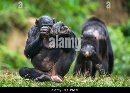 Femme Bonobo (pan paniscus), assis sur l'herbe verte, des rayures, le talon. République démocratique du Congo. Afrique du Sud Banque D'Images