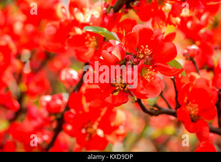 Blossoming Chaenomeles (cognassier à fleurs, cognassier japonais), un genre d'arbustes épineux, originaire de l'Asie orientale. Banque D'Images