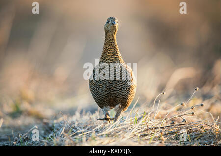 Lever du soleil rétro-éclairage lumineux Portrait de femme Tétras (Tetrao tetrix). Début morningin la forêt. La Russie Banque D'Images