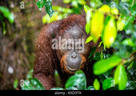 Un portrait de l'orang-outan (Pongo pygmaeus) sous la pluie dans la nature sauvage. L'orang-outan de Bornéo Central ( Pongo pygmaeus ) dans wurmbii Banque D'Images