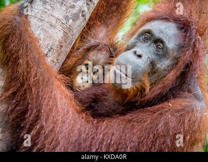 Une femelle de l'orang-outan avec un cub dans un habitat naturel. L'orang-outan de Bornéo Central (Pongo pygmaeus) wurmbii dans la nature sauvage. Rainf Tropical sauvage Banque D'Images