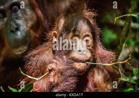 Close up portrait of orang-outan cub dans un habitat naturel. L'orang-outan de Bornéo Central (Pongo pygmaeus) wurmbii dans la nature sauvage. Rainfor Tropical sauvage