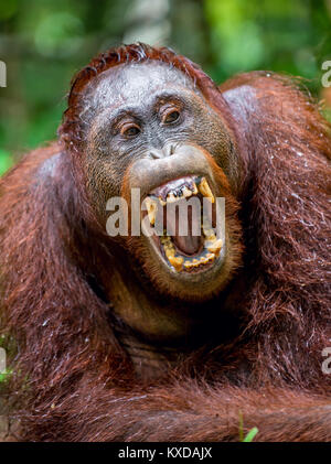Un portrait de l'orang-outan (Pongo pygmaeus) avec la bouche ouverte. La nature sauvage. L'orang-outan de Bornéo Central ( Pongo pygmaeus wurmbii ) en n Banque D'Images