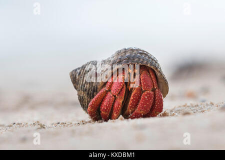 L'ermite (Paguroidea) sur la plage, Rarotonga, îles Cook Banque D'Images