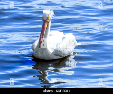 Pelican flottant à la surface de l'eau Banque D'Images