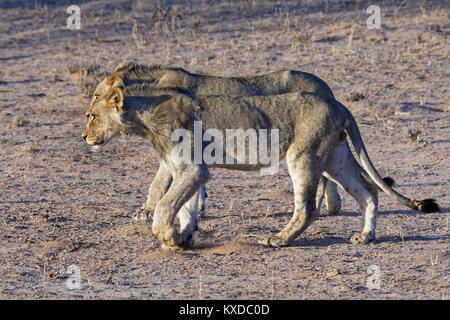 Les lions d'Afrique (Panthera leo), deux jeunes hommes marchant côte à côte, Kgalagadi Transfrontier Park, Northern Cape, Afrique du Sud Banque D'Images