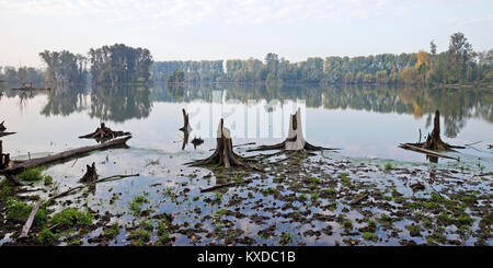 Vieux arbres morts avec de l'eau, paysage de plaine, Bas-rhin, Bislicher Insel réserve naturelle, Rhénanie du Nord-Westphalie, Allemagne Banque D'Images