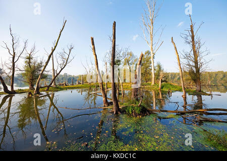 Vieux arbres morts avec de l'eau, paysage de plaine, Bas-rhin, Bislicher Insel réserve naturelle, Rhénanie du Nord-Westphalie, Allemagne Banque D'Images